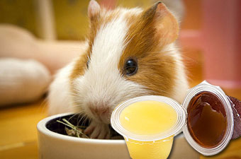 Pet Jelly - MG 3917