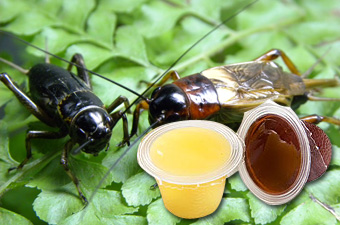 Pet Jelly - MG 3917